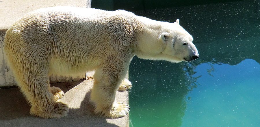 Eisbär Lars am 25. April 2011 im Wuppertaler Zoo