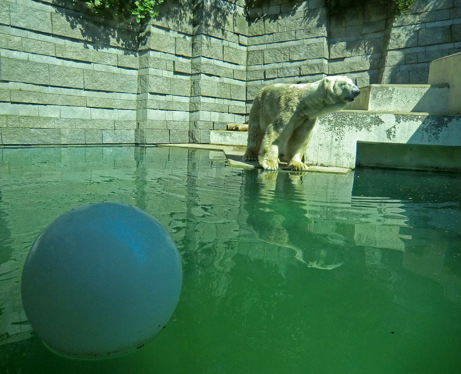 Eisbär Lars am 25. April 2011 im Zoologischen Garten Wuppertal