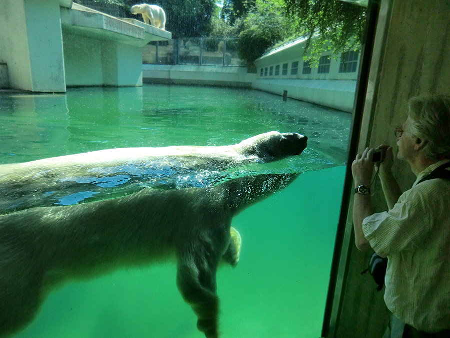 Eisbär Lars am 25. April 2011 im Wuppertaler Zoo