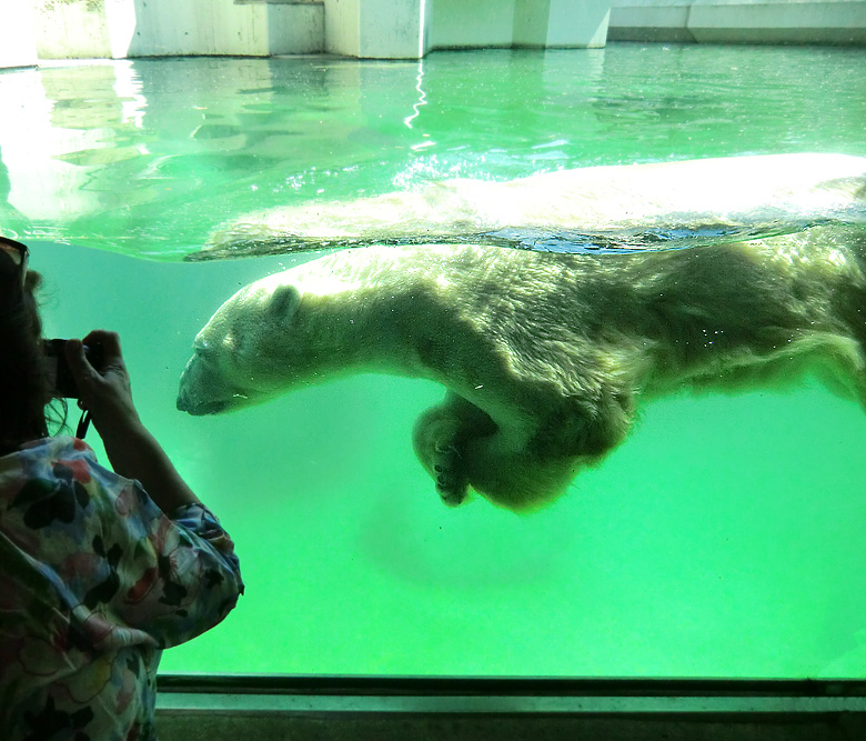 Eisbär am 25. April 2011 im Zoo Wuppertal