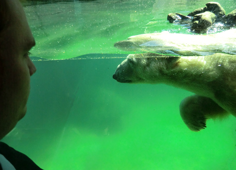 Eisbär Lars am 25. April 2011 im Zoologischen Garten Wuppertal