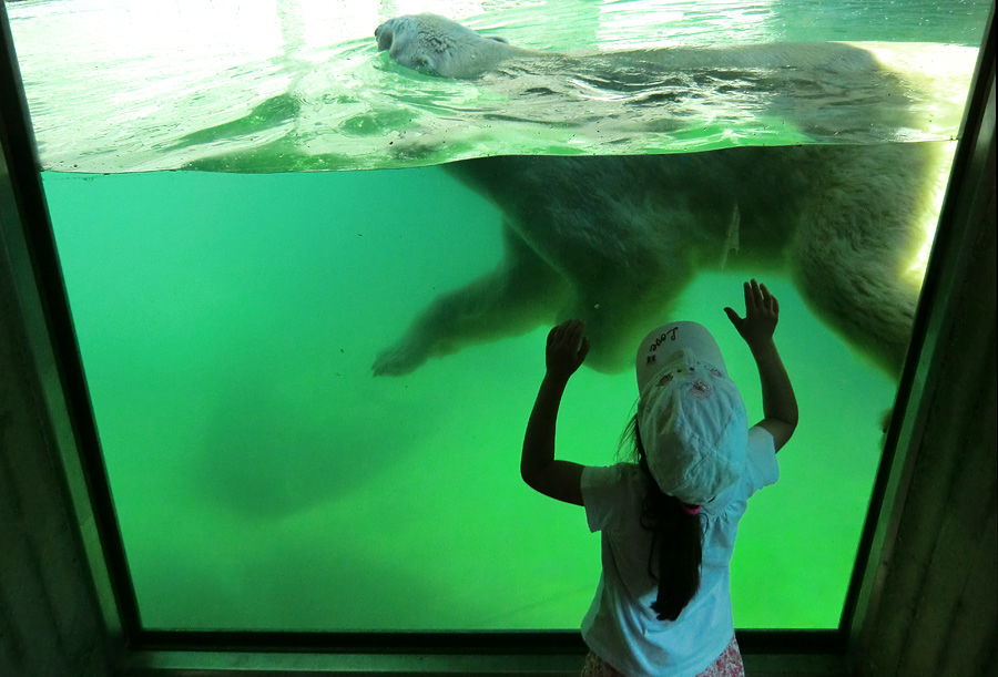 Eisbär Lars am 25. April 2011 im Wuppertaler Zoo