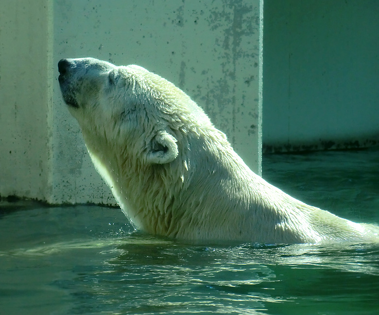 Eisbär Lars am 25. April 2011 im Zoo Wuppertal