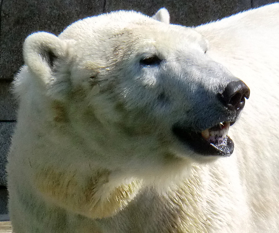 Eisbärin Vilma am 25. April 2011 im Zoologischen Garten Wuppertal