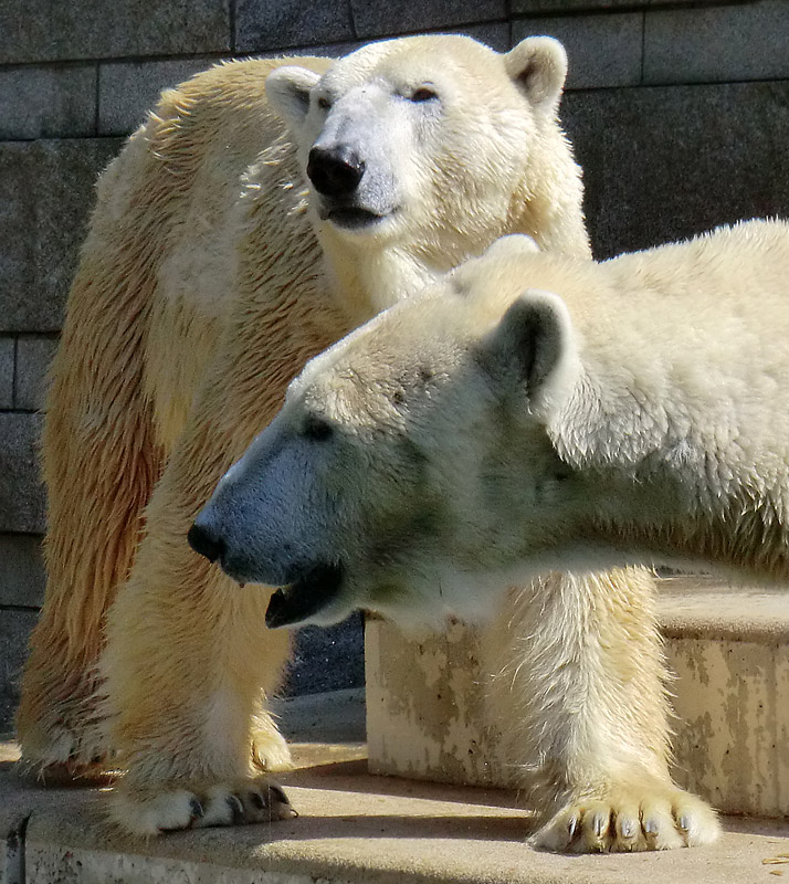 Eisbär Lars und Eisbärin Vilma am 25. April 2011 im Wuppertaler Zoo