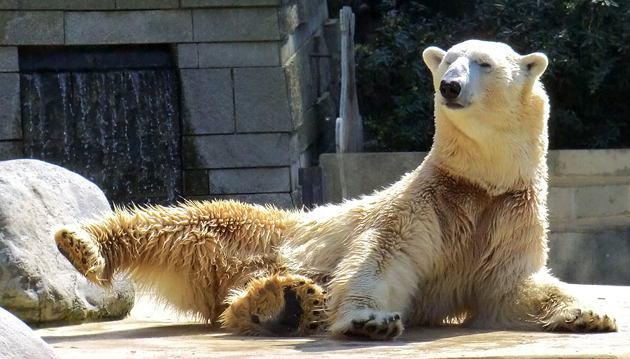 Eisbär Lars am 25. April 2011 im Zoologischen Garten Wuppertal