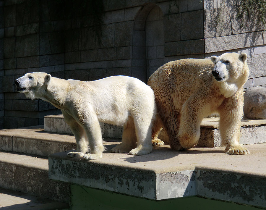 Eisbärin Vilma und Eisbär Lars am 25. April 2011 im Wuppertaler Zoo