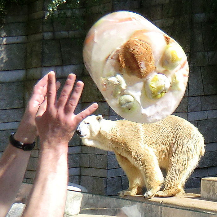 Eisbär am 25. April 2011 im Wuppertaler Zoo