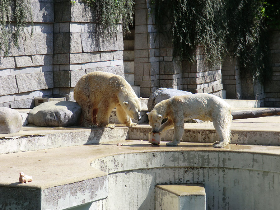 Eisbär Lars und Eisbärin Vilma am 25. April 2011 im Wuppertaler Zoo