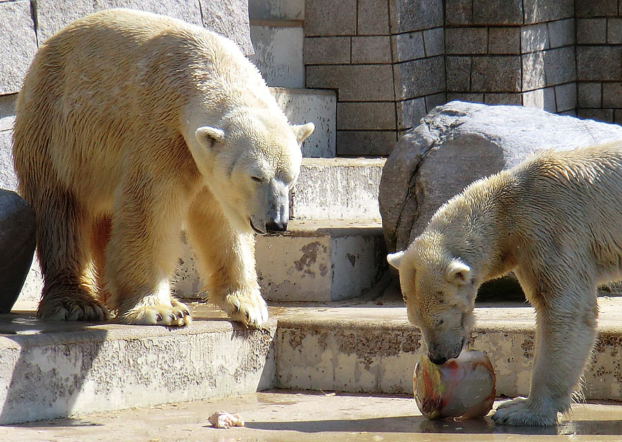 Eisbär Lars und Eisbärin Vilma am 25. April 2011 im Zoo Wuppertal