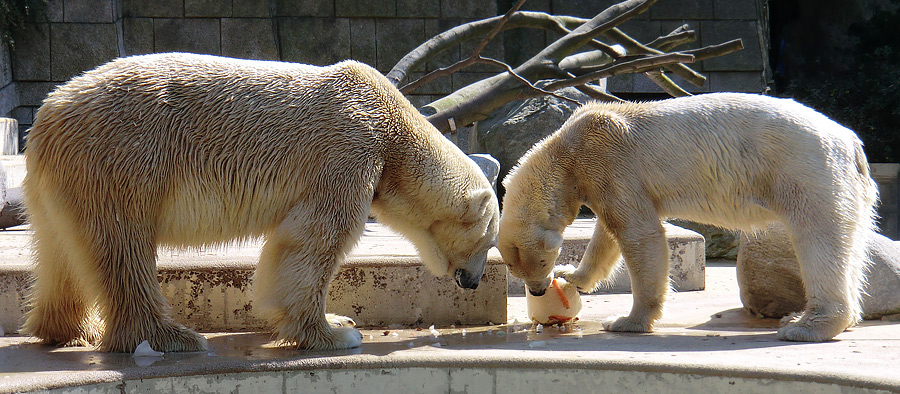 Eisbär Lars und Eisbärin Vilma am 25. April 2011 im Zoo Wuppertal