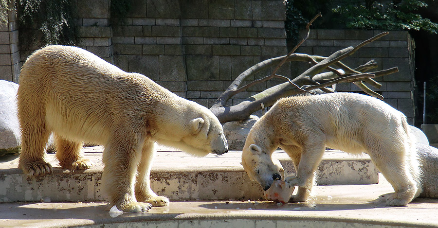 Eisbär Lars und Eisbärin Vilma am 25. April 2011 im Wuppertaler Zoo