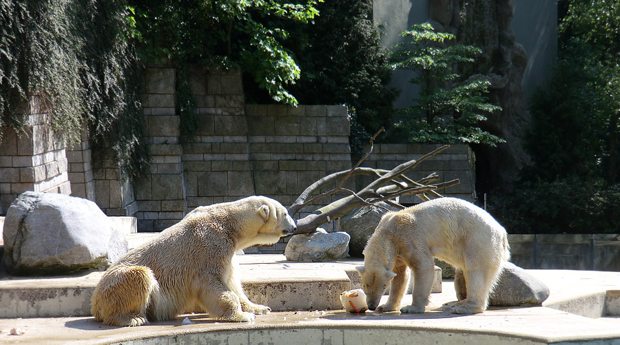 Eisbär Lars und Eisbärin Vilma am 25. April 2011 im Zoo Wuppertal