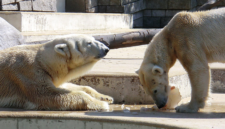 Eisbär Lars und Eisbärin Vilma am 25. April 2011 im Zoo Wuppertal