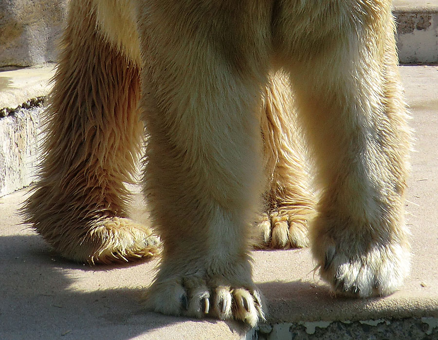 Tatzen von Eisbär Lars am 25. April 2011 im Wuppertaler Zoo