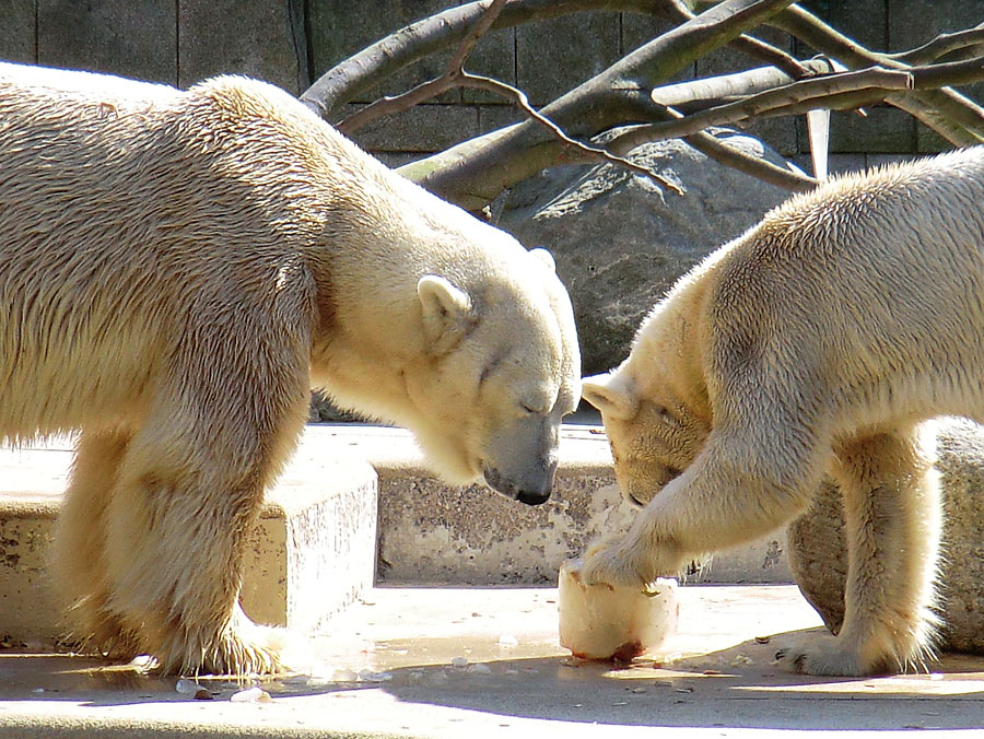 Eisbär Lars und Eisbärin Vilma am 25. April 2011 im Zoo Wuppertal