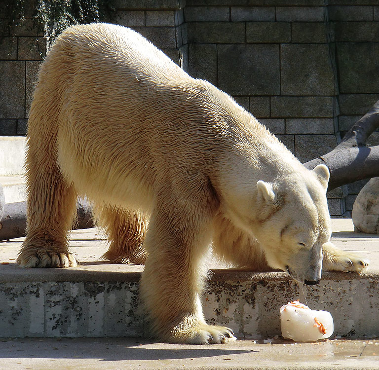 Eisbär Lars am 25. April 2011 im Zoologischen Garten Wuppertal