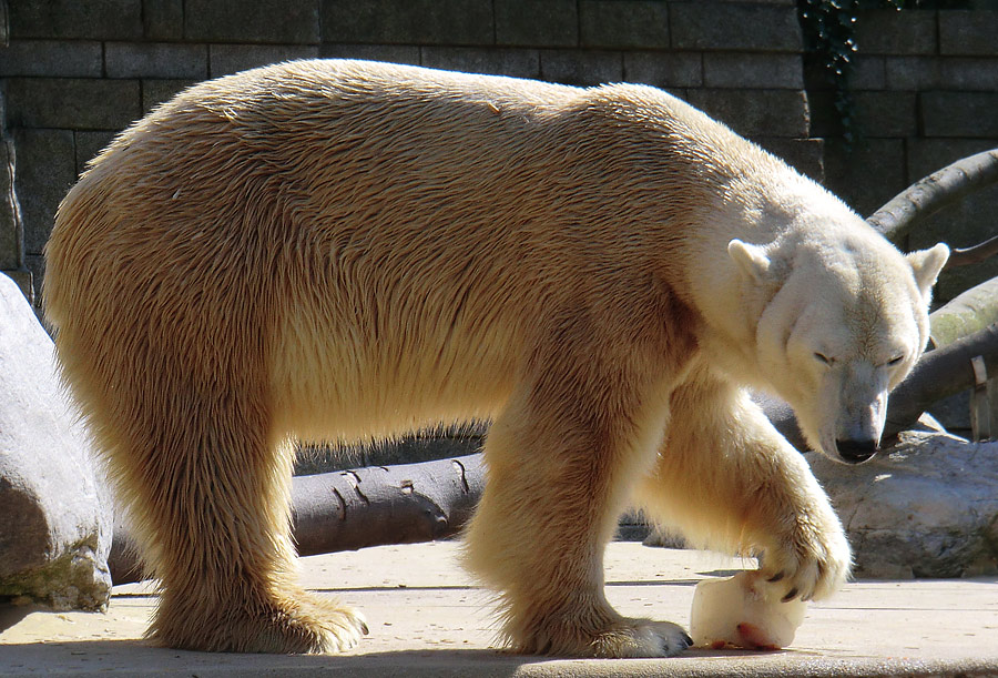 Eisbär Lars am 25. April 2011 im Wuppertaler Zoo