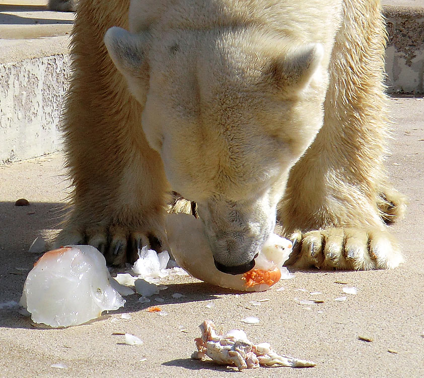 Eisbär Lars am 25. April 2011 im Zoo Wuppertal