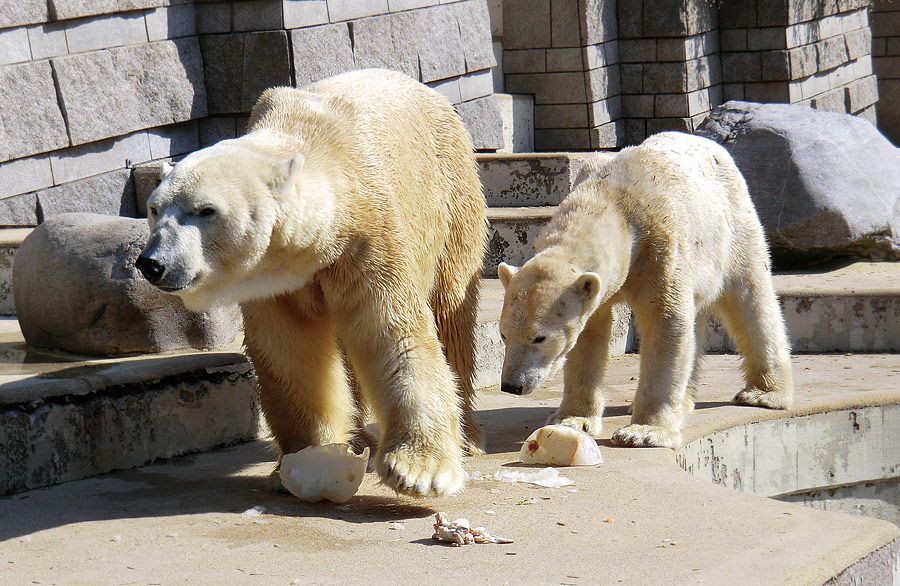 Eisbär Lars und Eisbärin Vilma am 25. April 2011 im Zoologischen Garten Wuppertal