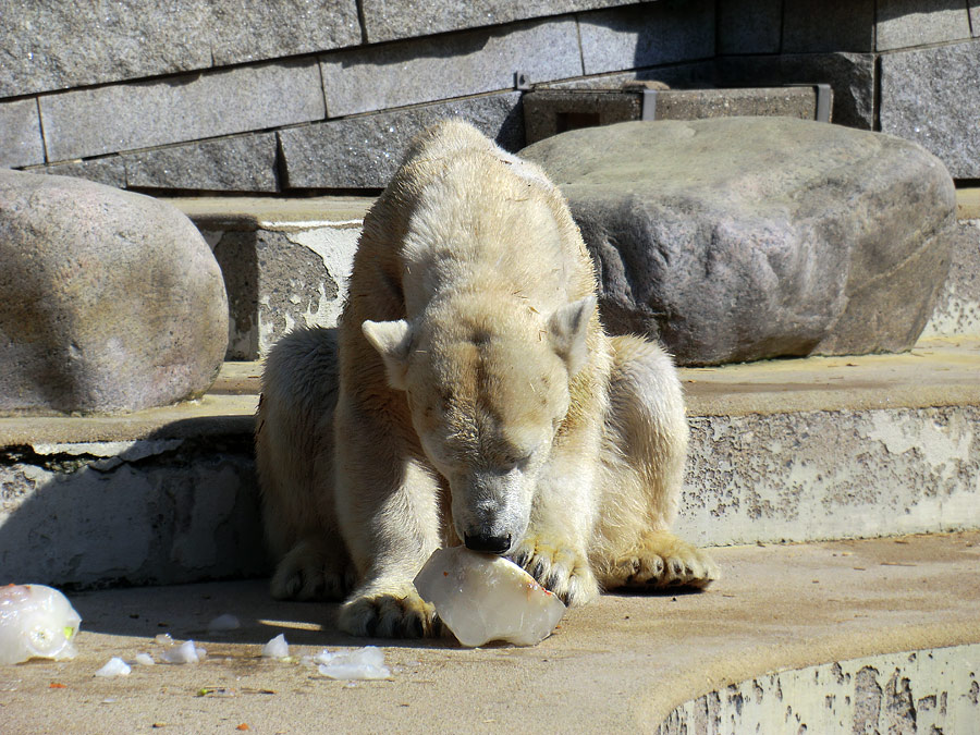 Eisbärin Vilma am 25. April 2011 im Wuppertaler Zoo