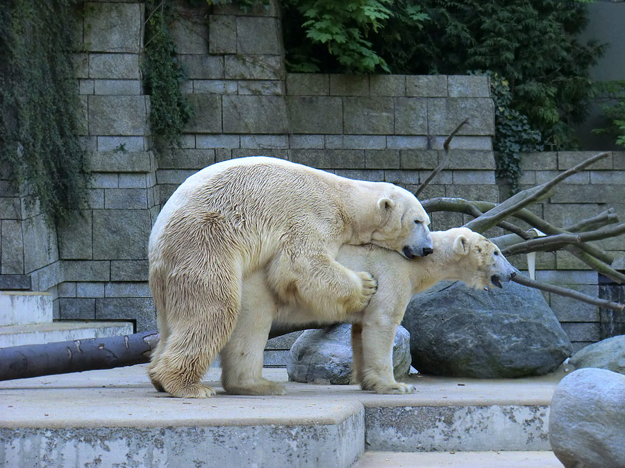 Paarungszeit für Eisbär Lars und Eisbärin Vilma am 25. April 2011 im Wuppertaler Zoo