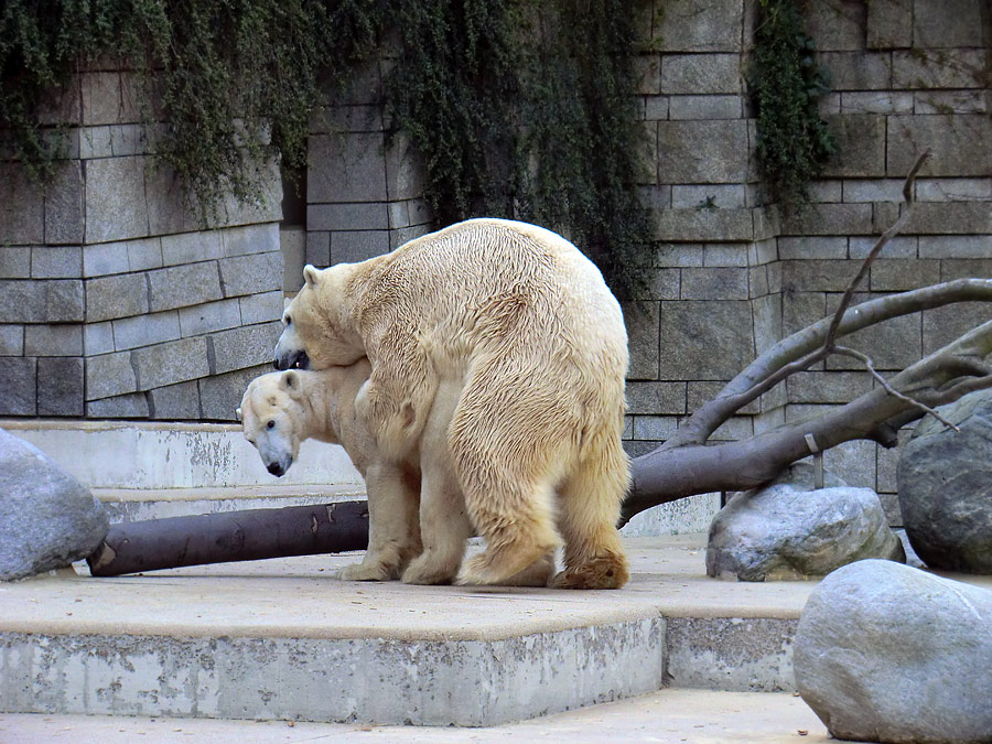 Paarungszeit für Eisbär Lars und Eisbärin Vilma am 25. April 2011 im Zoo Wuppertal