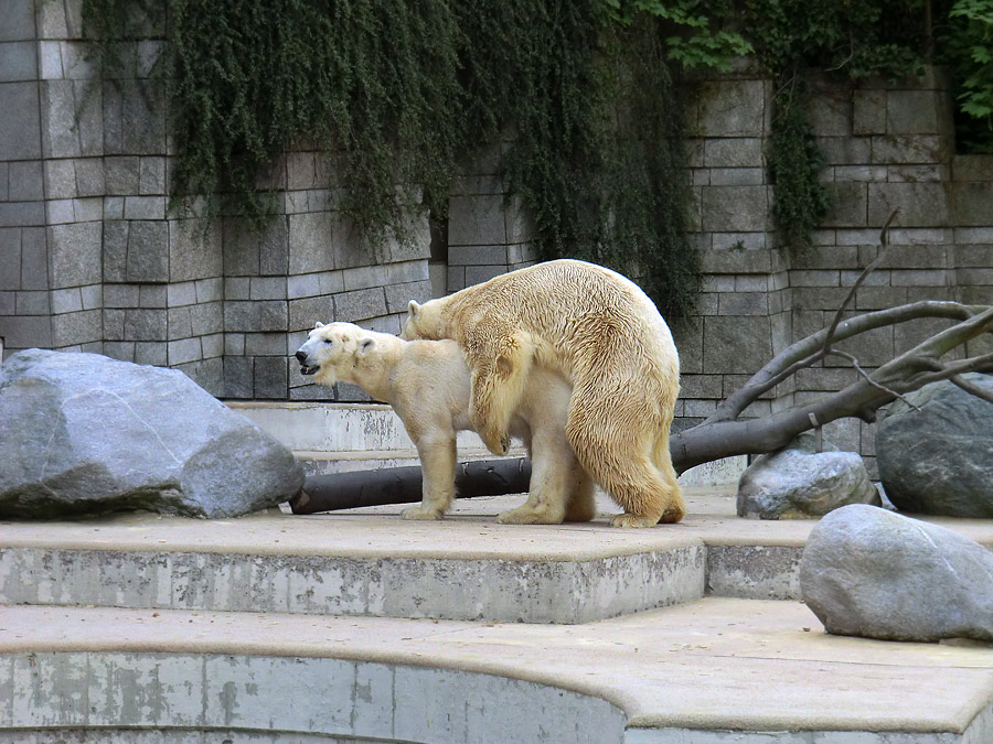 Paarungszeit für Eisbär Lars und Eisbärin Vilma am 25. April 2011 im Zoologischen Garten Wuppertal