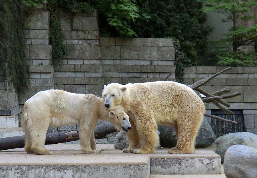 Paarungszeit für Eisbär Lars und Eisbärin Vilma am 25. April 2011 im Wuppertaler Zoo