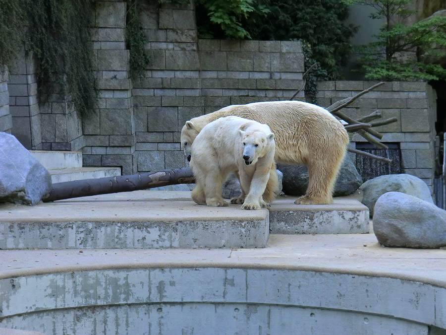 Paarungszeit für Eisbär Lars und Eisbärin Vilma am 25. April 2011 im Zoo Wuppertal