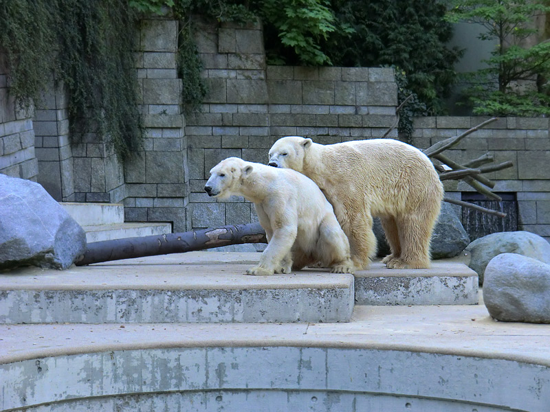 Paarungszeit für Eisbär Lars und Eisbärin Vilma am 25. April 2011 im Zoologischen Garten Wuppertal