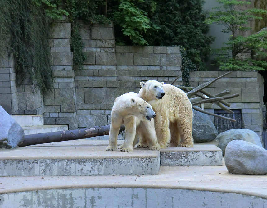 Paarungszeit für Eisbär Lars und Eisbärin Vilma am 25. April 2011 im Zoo Wuppertal