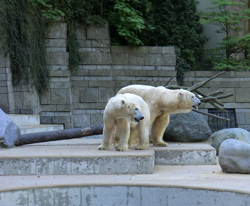 Paarungszeit für Eisbär Lars und Eisbärin Vilma am 25. April 2011 im Wuppertaler Zoo