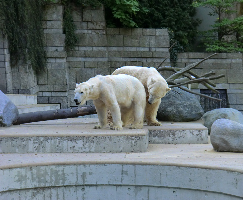 Paarungszeit für Eisbär Lars und Eisbärin Vilma am 25. April 2011 im Zoo Wuppertal