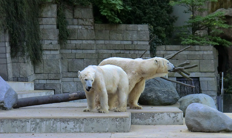 Paarungszeit für Eisbär Lars und Eisbärin Vilma am 25. April 2011 im Zoologischen Garten Wuppertal