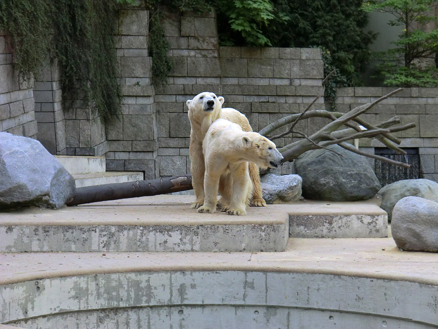 Paarungszeit für Eisbär Lars und Eisbärin Vilma am 25. April 2011 im Wuppertaler Zoo