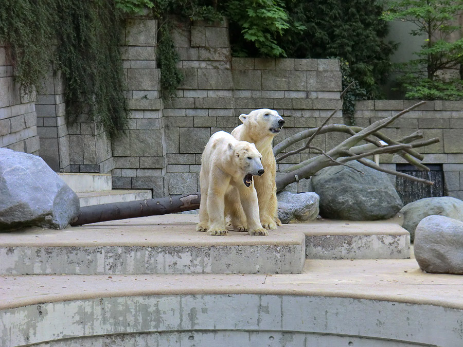 Paarungszeit für Eisbär Lars und Eisbärin Vilma am 25. April 2011 im Zoo Wuppertal