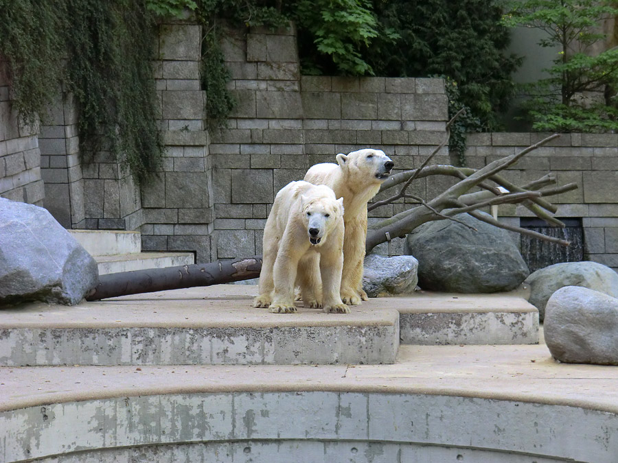 Paarungszeit für Eisbär Lars und Eisbärin Vilma am 25. April 2011 im Zoologischen Garten Wuppertal