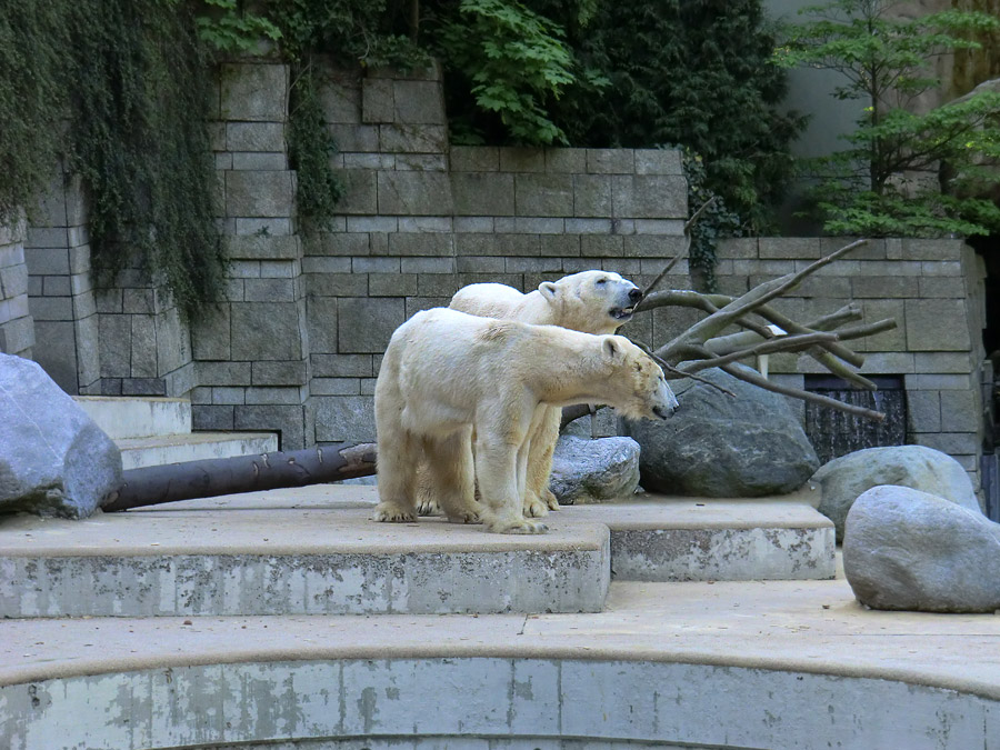 Paarungszeit für Eisbär Lars und Eisbärin Vilma am 25. April 2011 im Wuppertaler Zoo