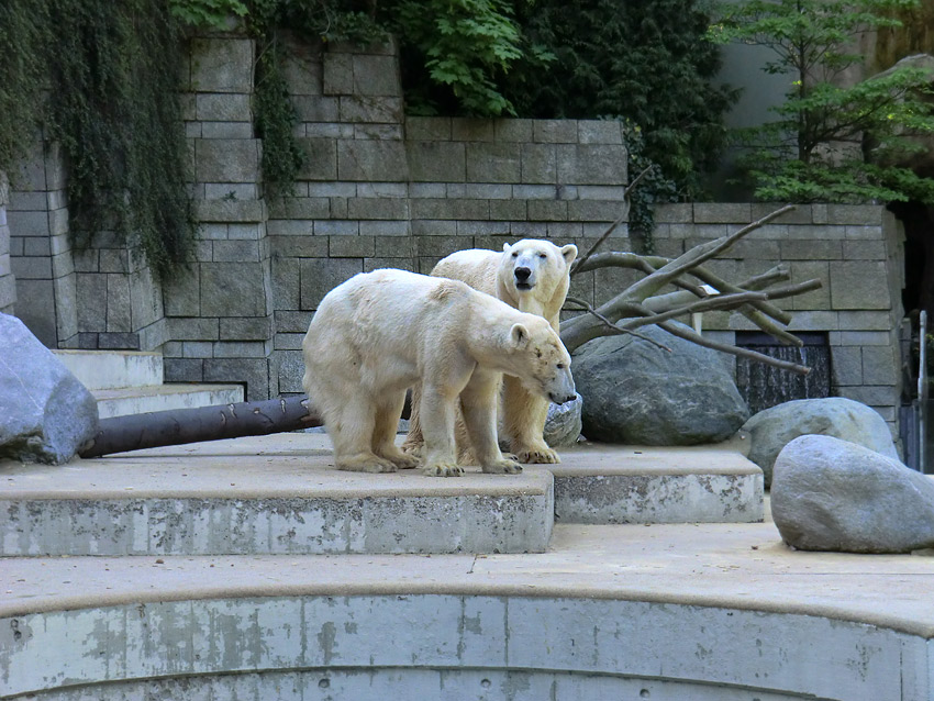 Paarungszeit für Eisbär Lars und Eisbärin Vilma am 25. April 2011 im Zoo Wuppertal