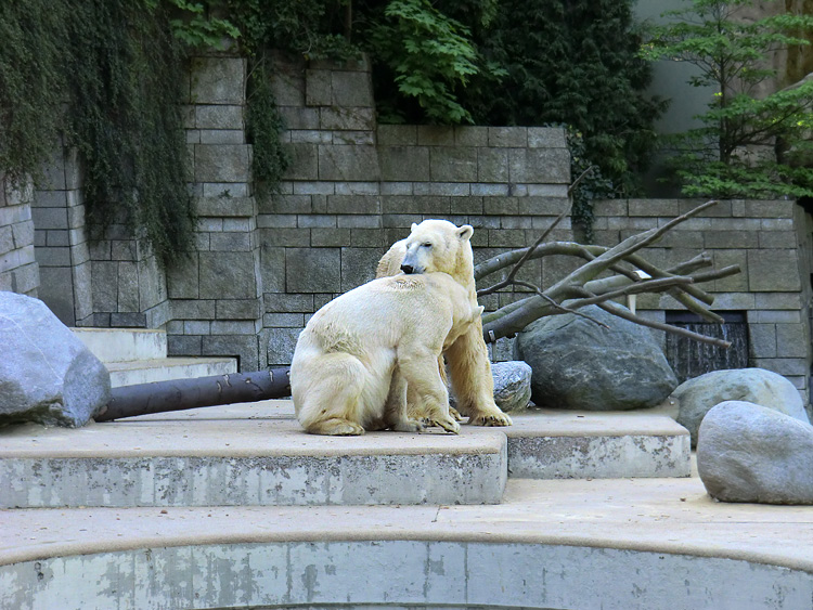 Paarungszeit für Eisbär Lars und Eisbärin Vilma am 25. April 2011 im Zoologischen Garten Wuppertal