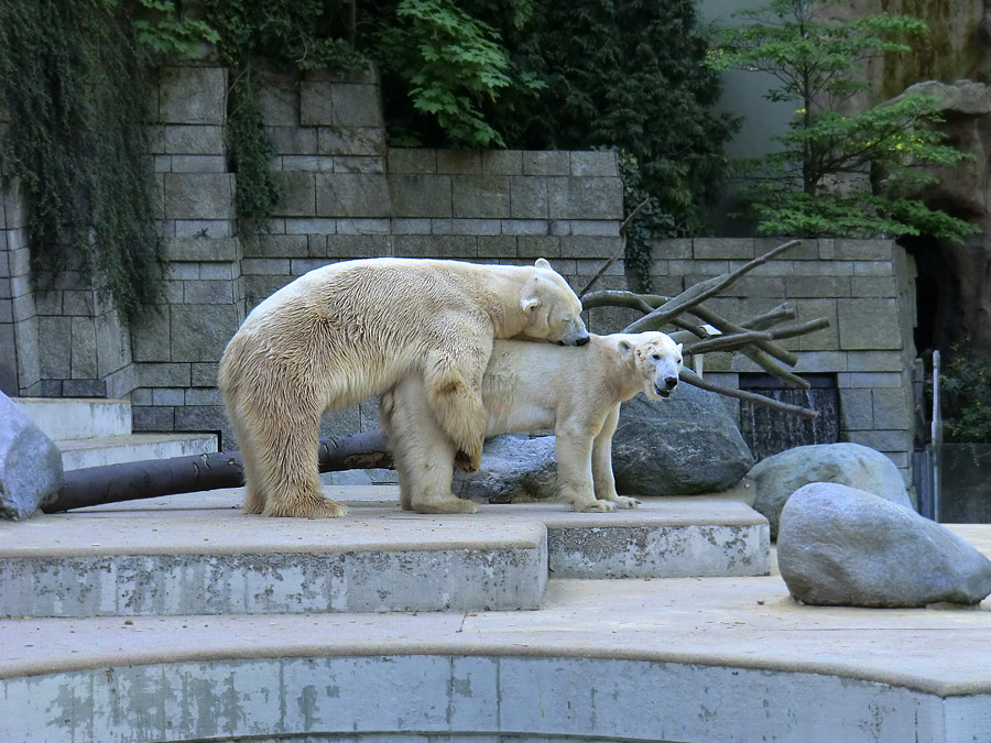 Paarungszeit für Eisbär Lars und Eisbärin Vilma am 25. April 2011 im Wuppertaler Zoo