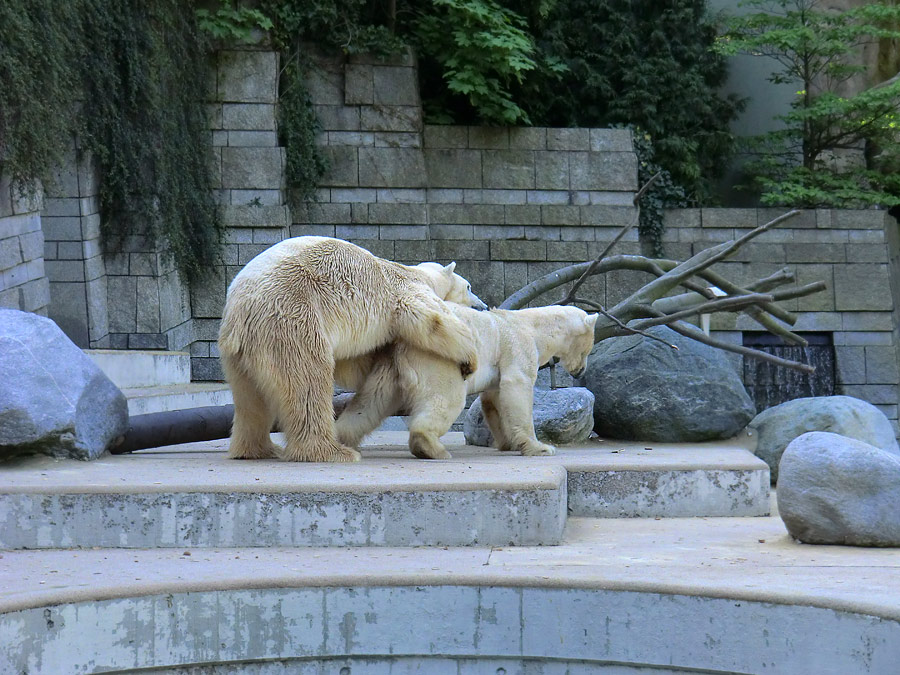 Paarungszeit für Eisbär Lars und Eisbärin Vilma am 25. April 2011 im Zoologischen Garten Wuppertal