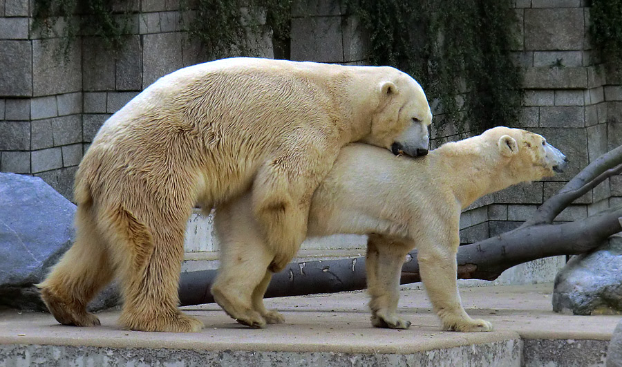 Paarungszeit für Eisbär Lars und Eisbärin Vilma am 25. April 2011 im Wuppertaler Zoo