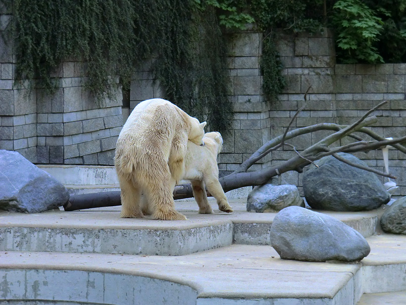 Paarungszeit für Eisbär Lars und Eisbärin Vilma am 25. April 2011 im Zoo Wuppertal