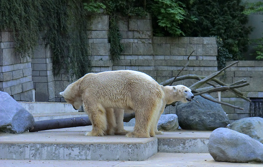 Paarungszeit für Eisbär Lars und Eisbärin Vilma am 25. April 2011 im Wuppertaler Zoo