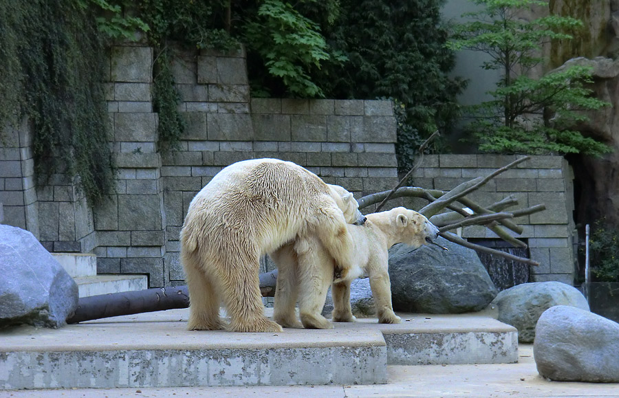 Paarungszeit für Eisbär Lars und Eisbärin Vilma am 25. April 2011 im Zoo Wuppertal