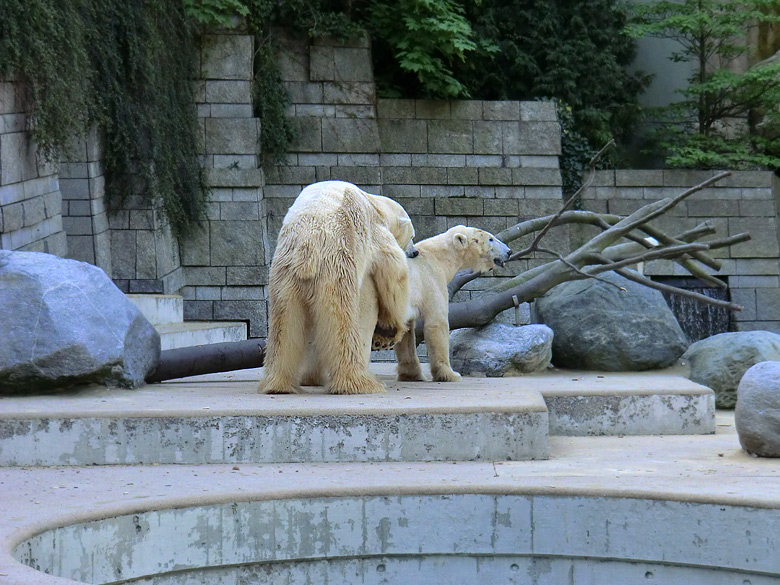 Paarungszeit für Eisbär Lars und Eisbärin Vilma am 25. April 2011 im Zoologischen Garten Wuppertal