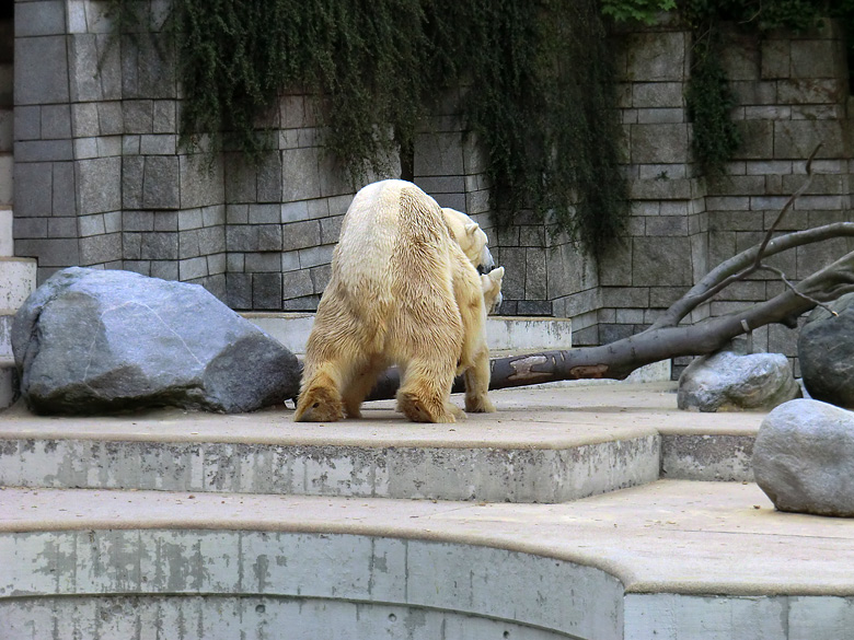 Paarungszeit für Eisbär Lars und Eisbärin Vilma am 25. April 2011 im Zoo Wuppertal