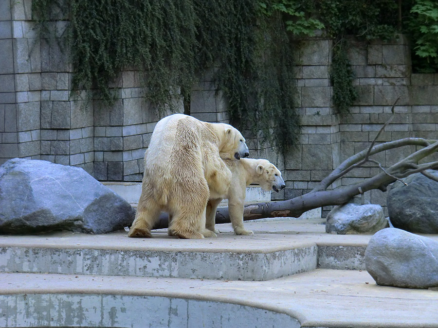 Paarungszeit für Eisbär Lars und Eisbärin Vilma am 25. April 2011 im Zoologischen Garten Wuppertal